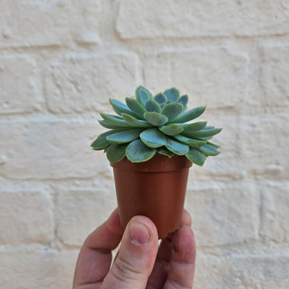 Echeveria elegans (Succulent)