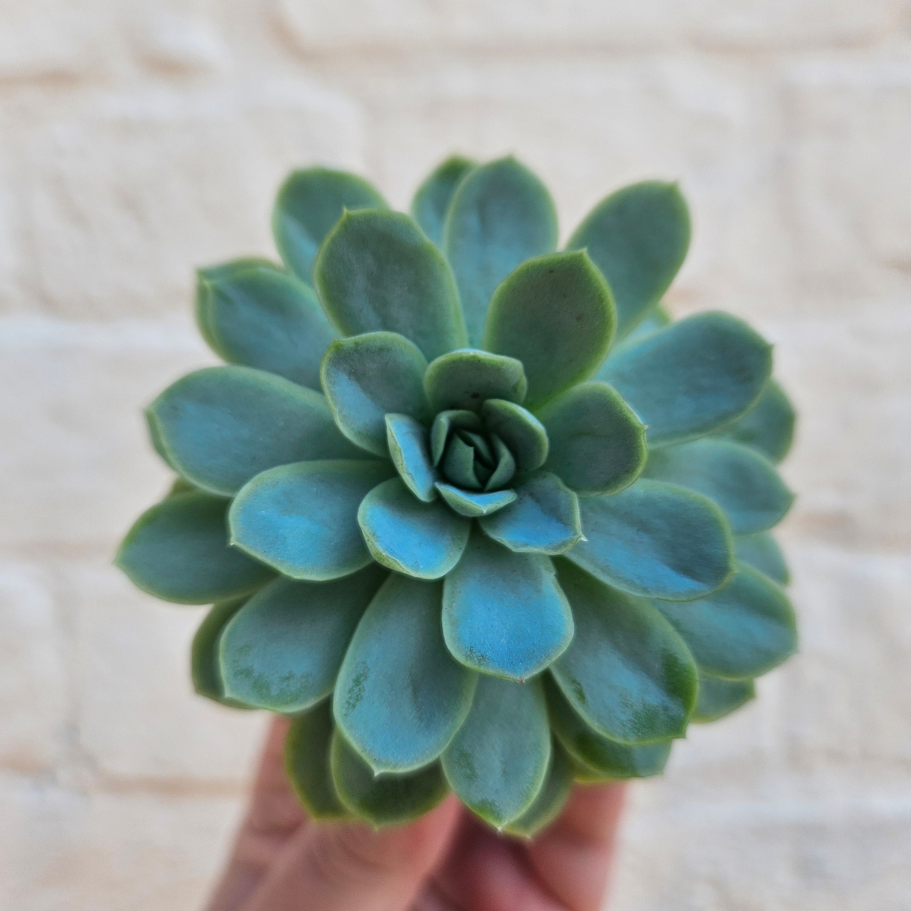 Echeveria elegans (Succulent)