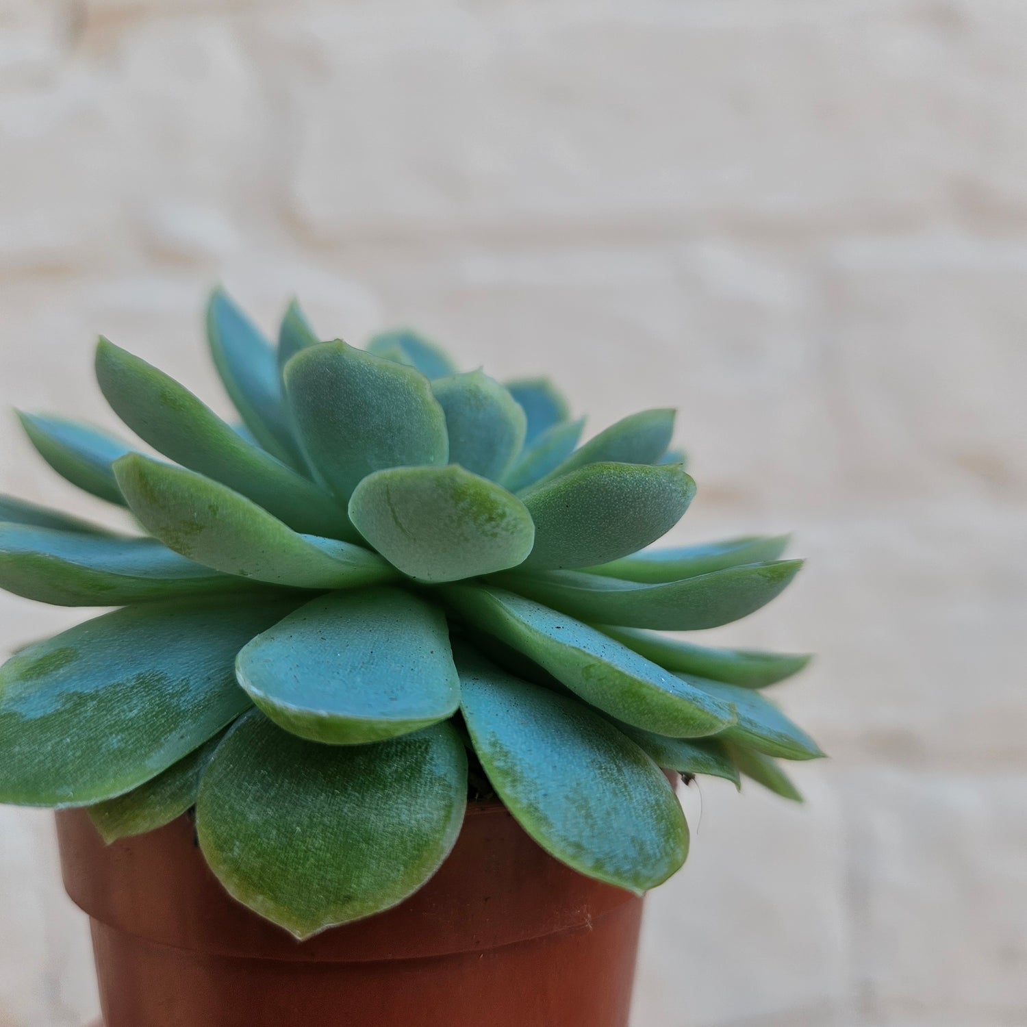 Echeveria elegans (Succulent)