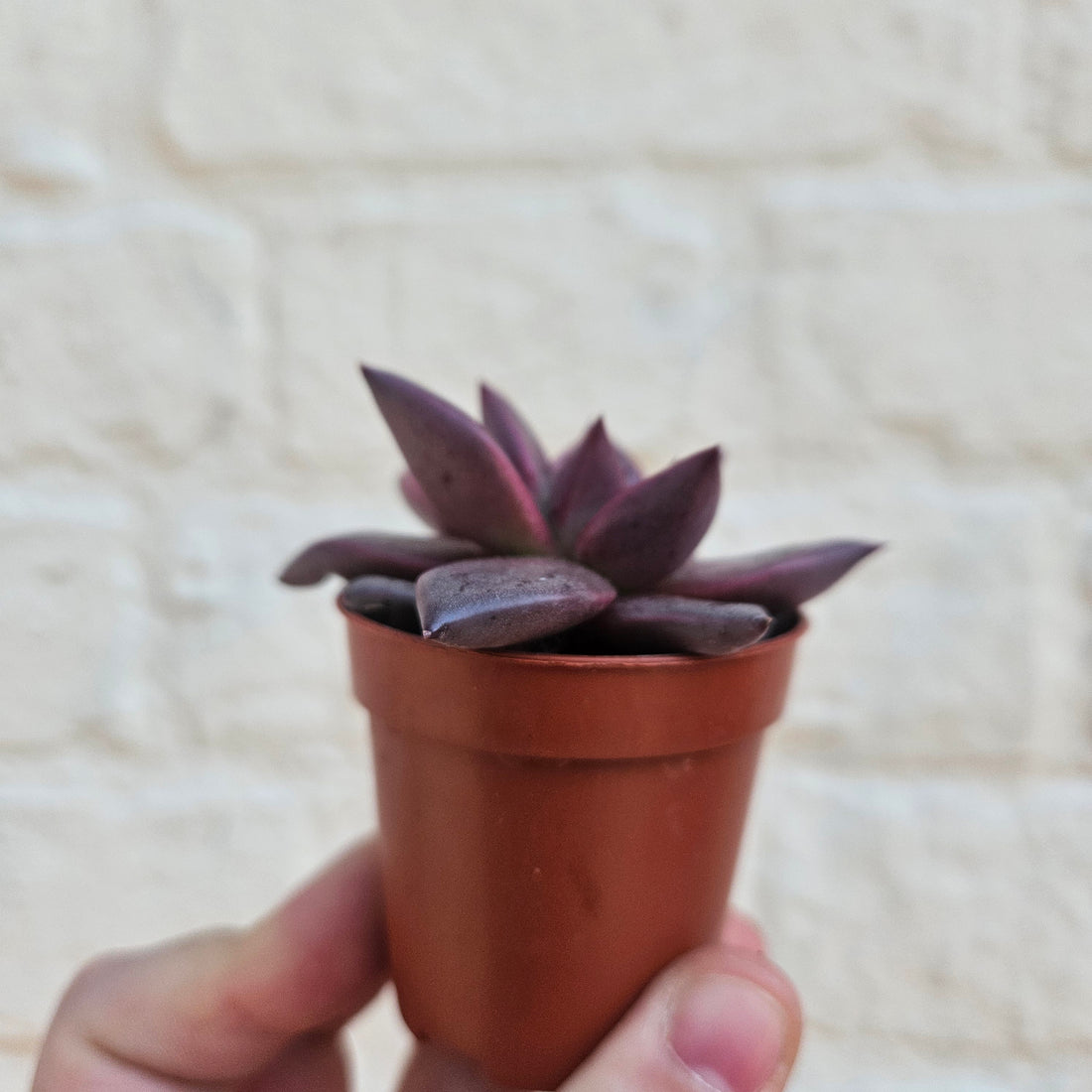 Echeveria Taurus (Succulent)