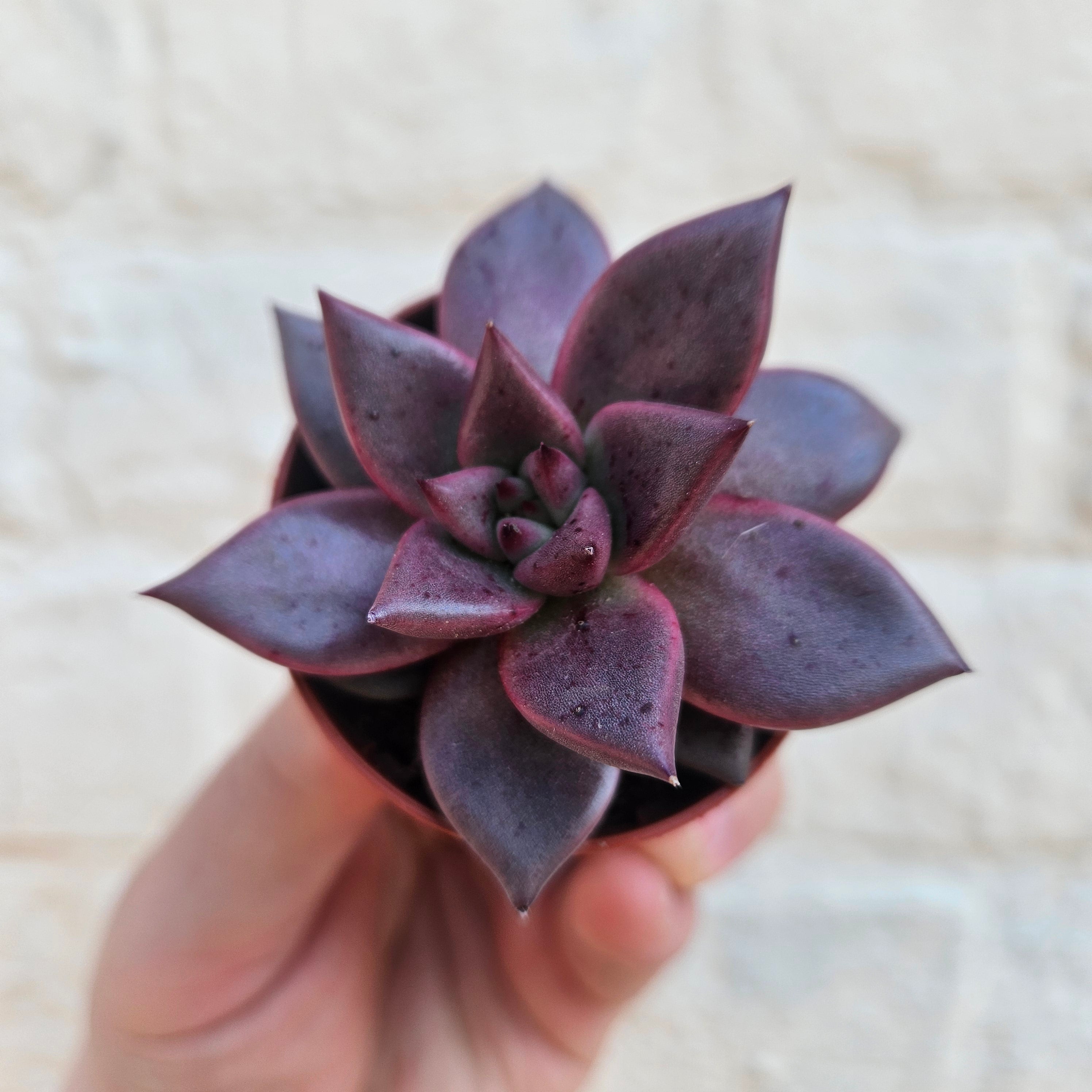 Echeveria Taurus (Succulent)