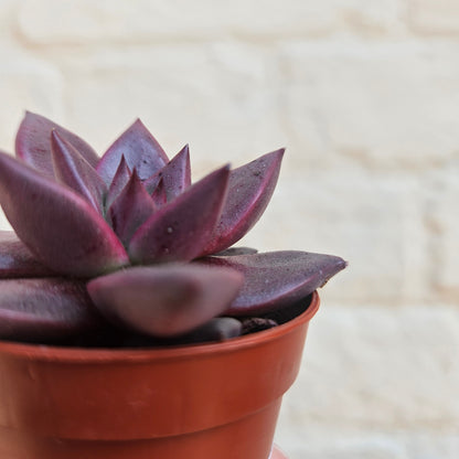 Echeveria Taurus (Succulent)