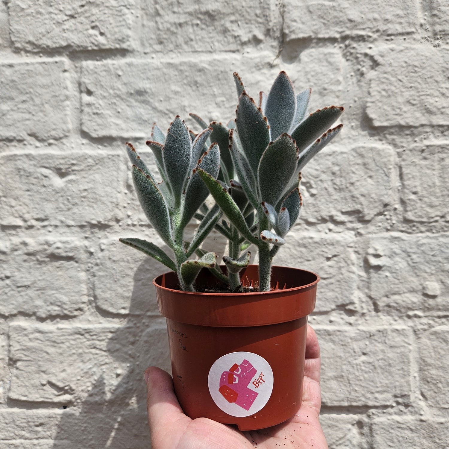 Kalanchoe tomentosa (Panda Plant)