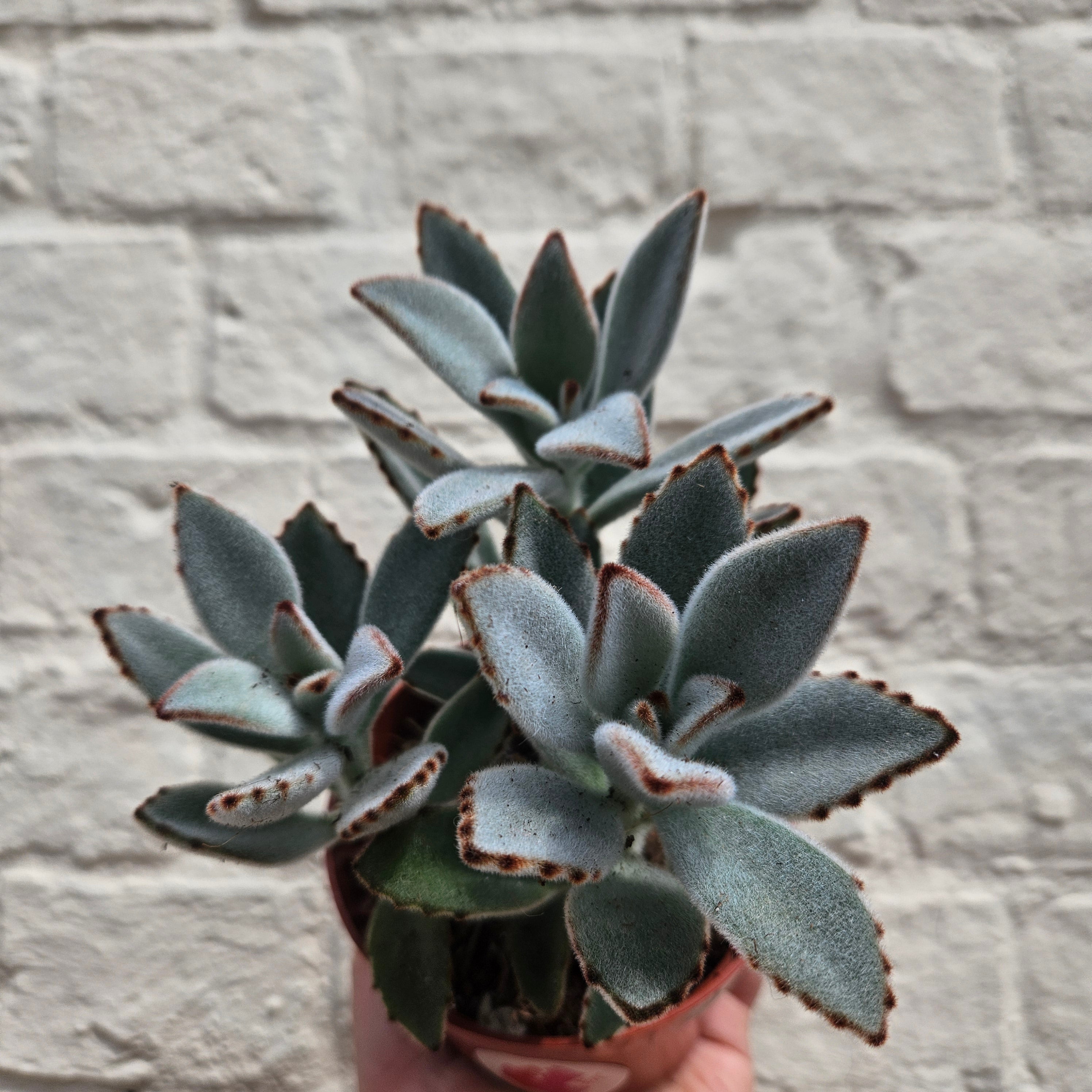 Kalanchoe tomentosa (Panda Plant)