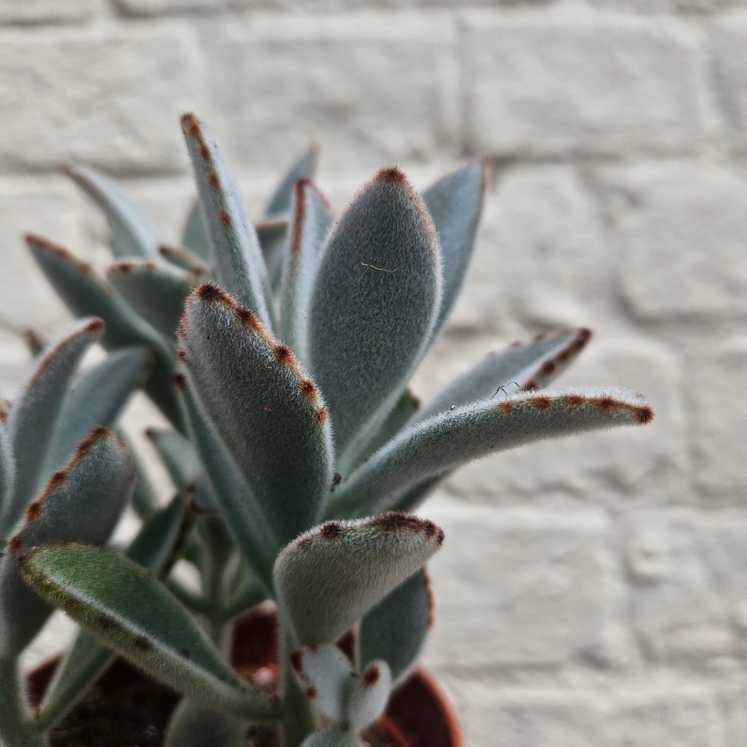 Kalanchoe tomentosa (Panda Plant)