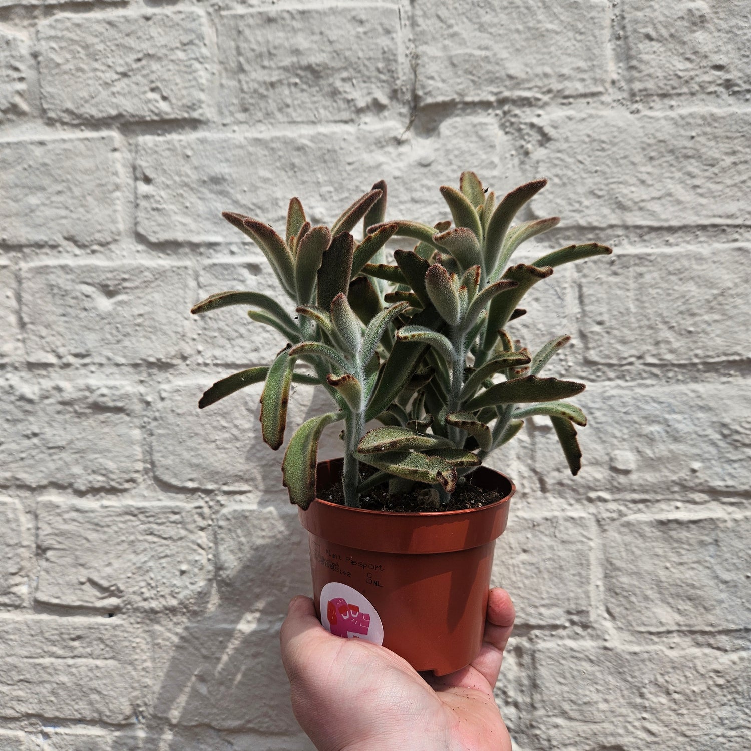 Kalanchoe tomentosa (Panda Plant)