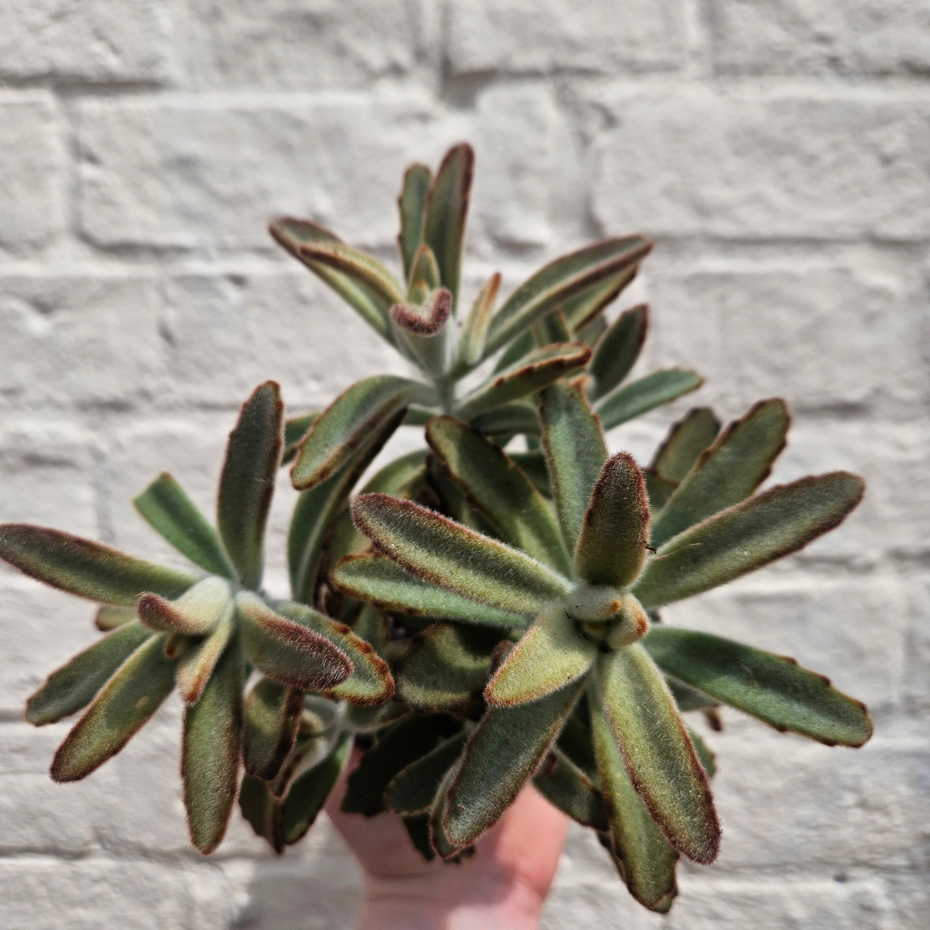 Kalanchoe tomentosa (Panda Plant)