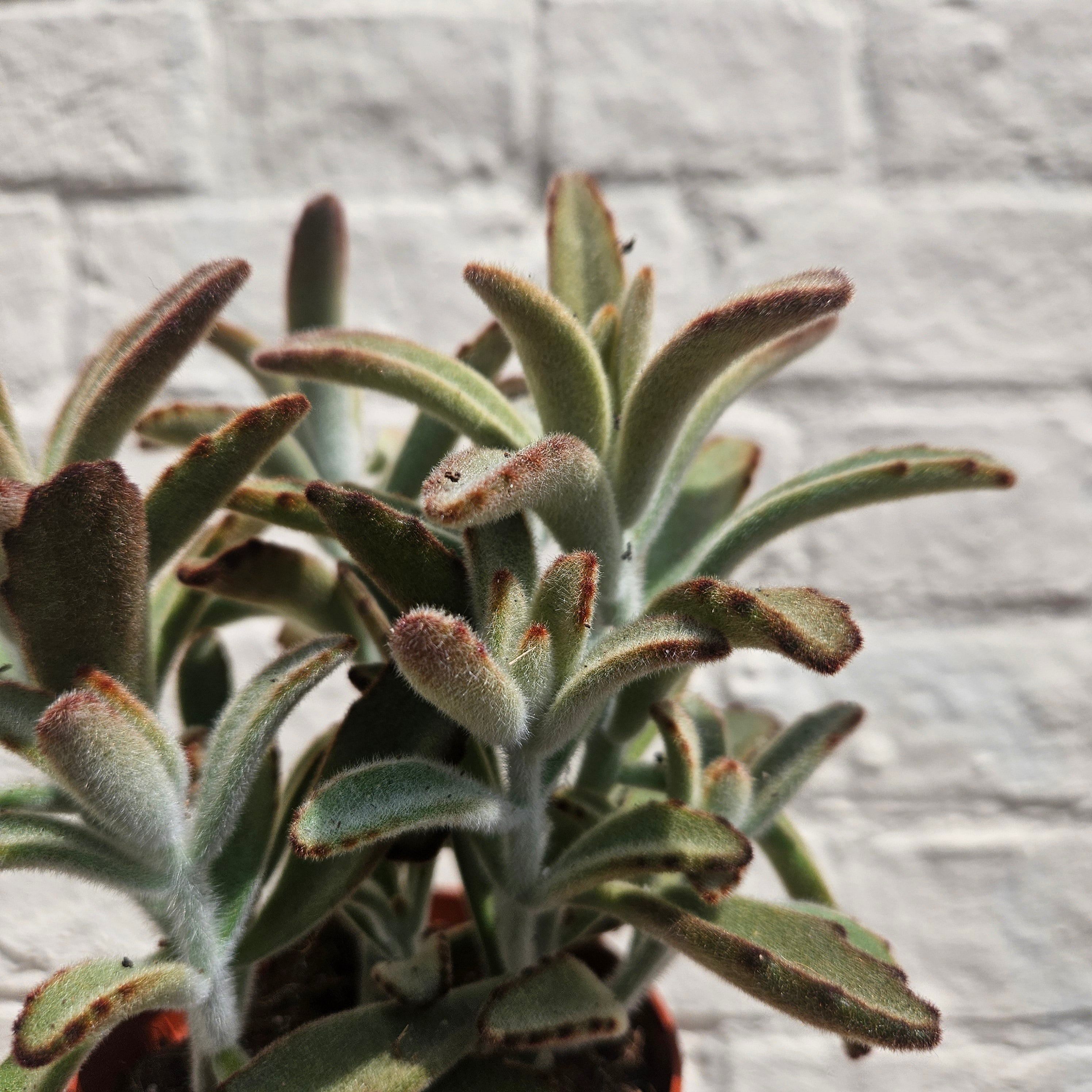 Kalanchoe tomentosa (Panda Plant)