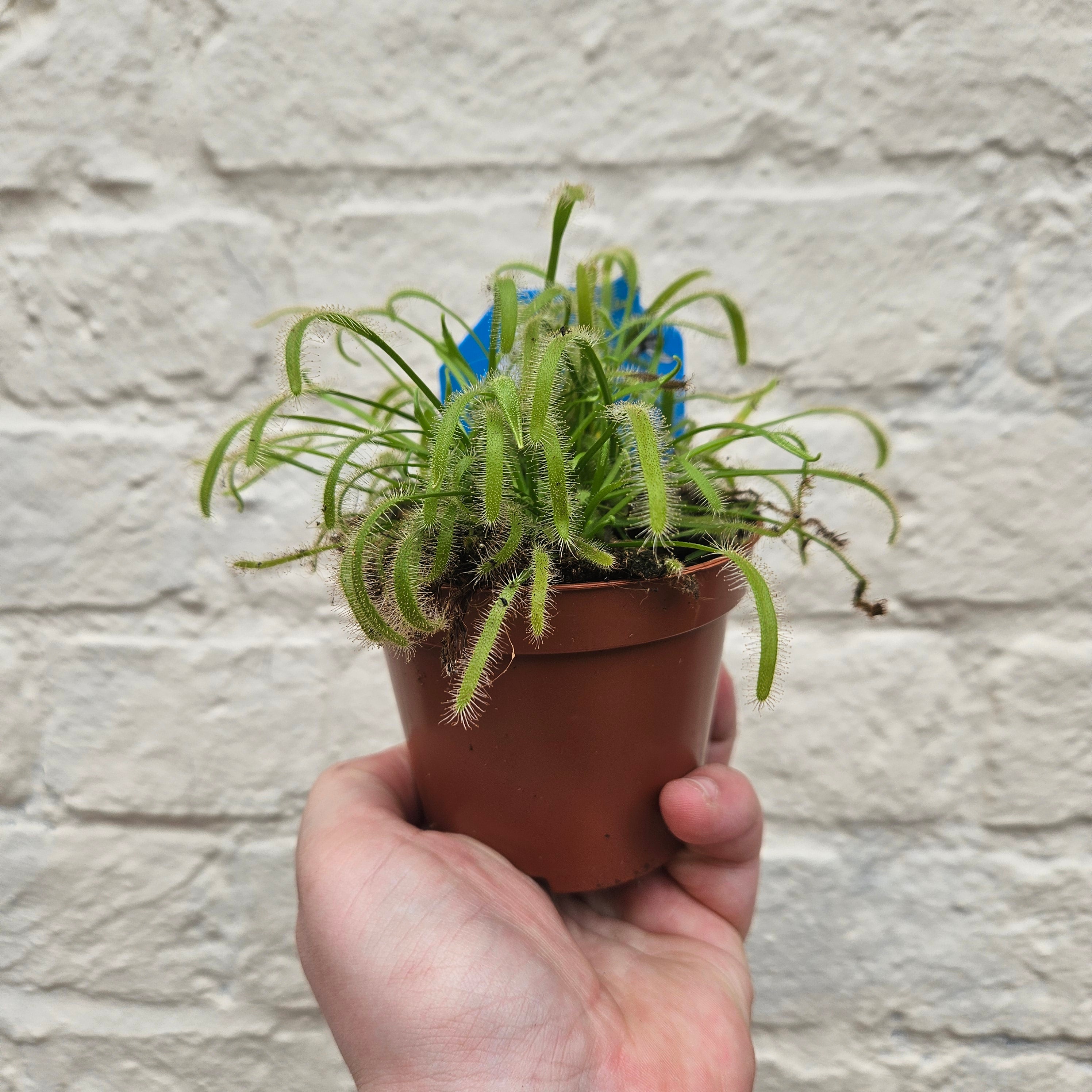 Drosera varieties (Carniverous plant/ Sundew)