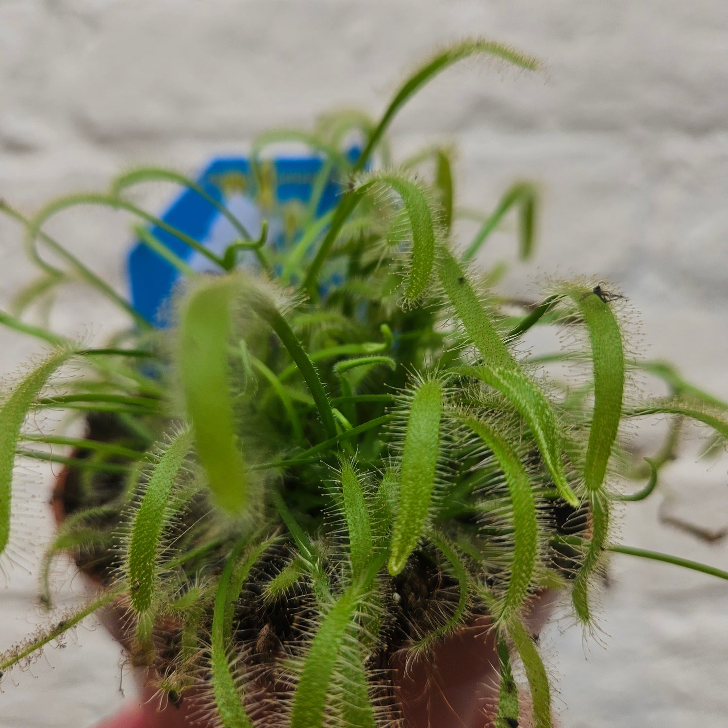 Drosera varieties (Carniverous plant/ Sundew)