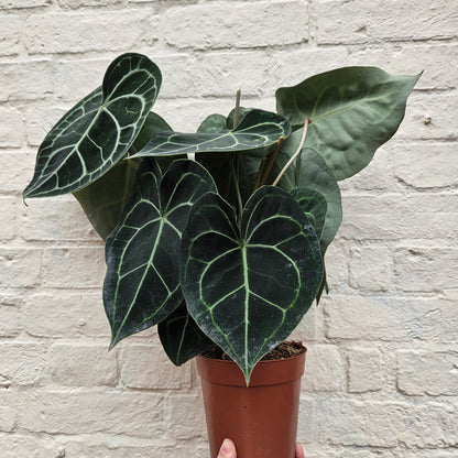 Anthurium clarinervium (Velvet Cardboard Anthurium)