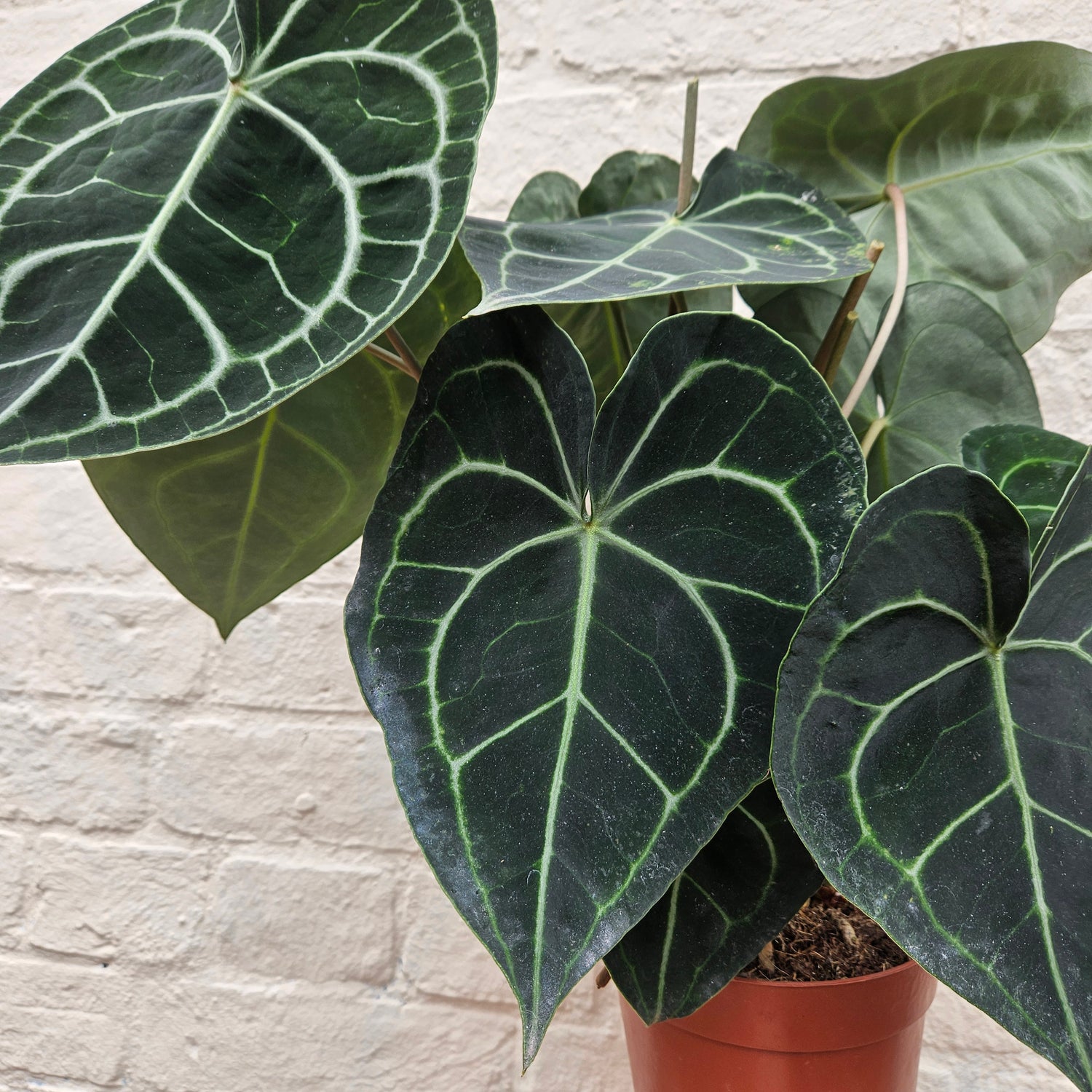 Anthurium clarinervium (Velvet Cardboard Anthurium)