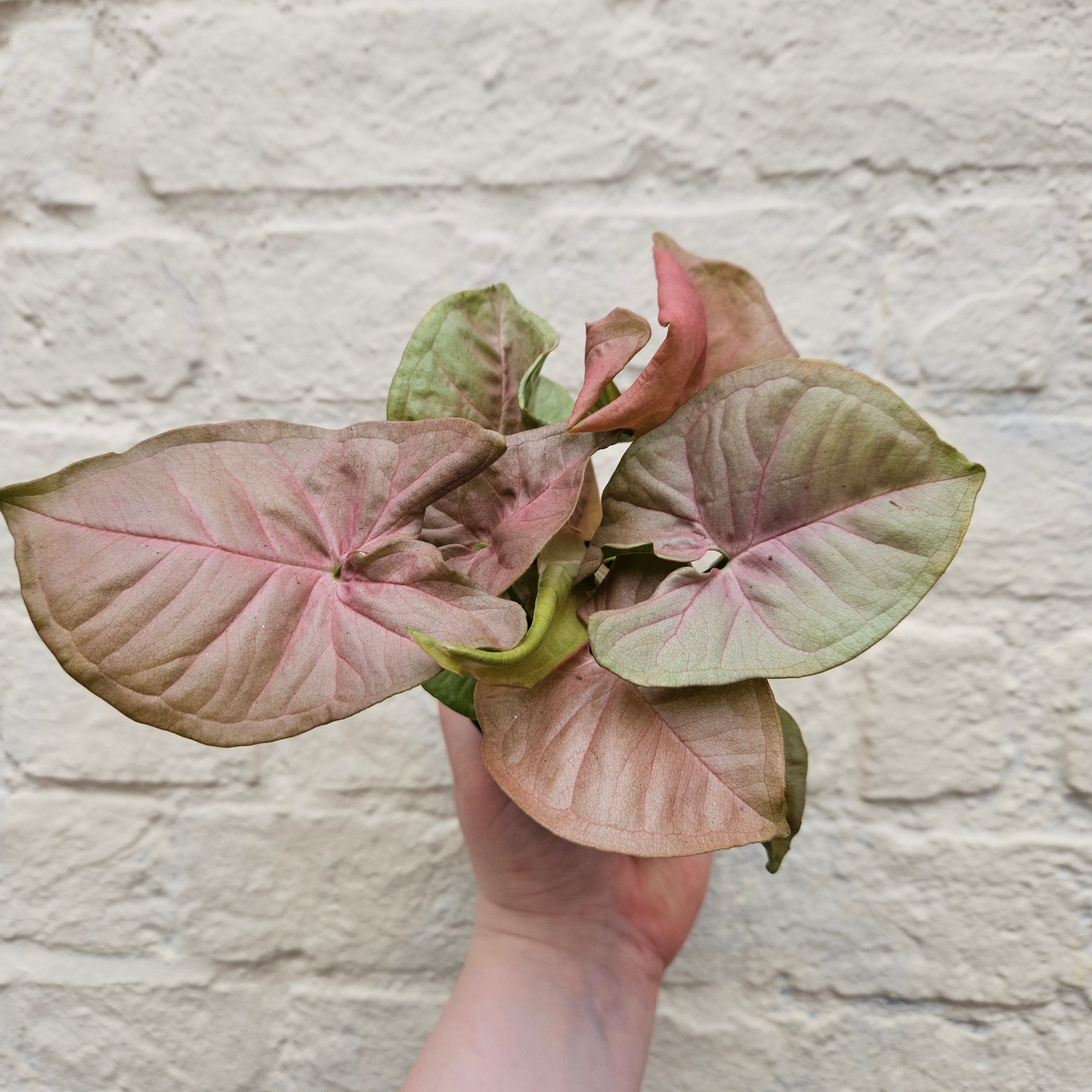 Syngonium podophyllum &