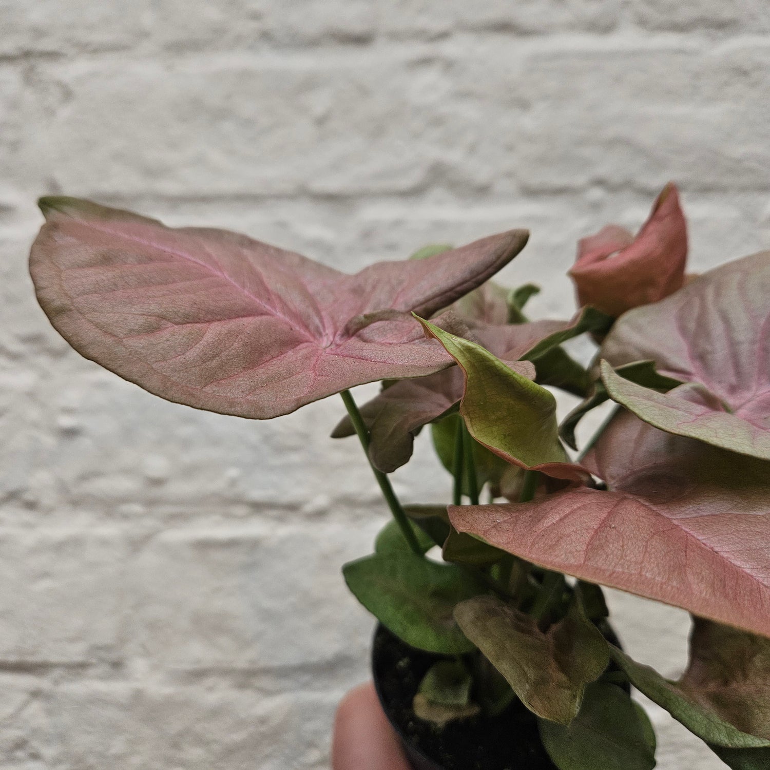 Syngonium podophyllum &