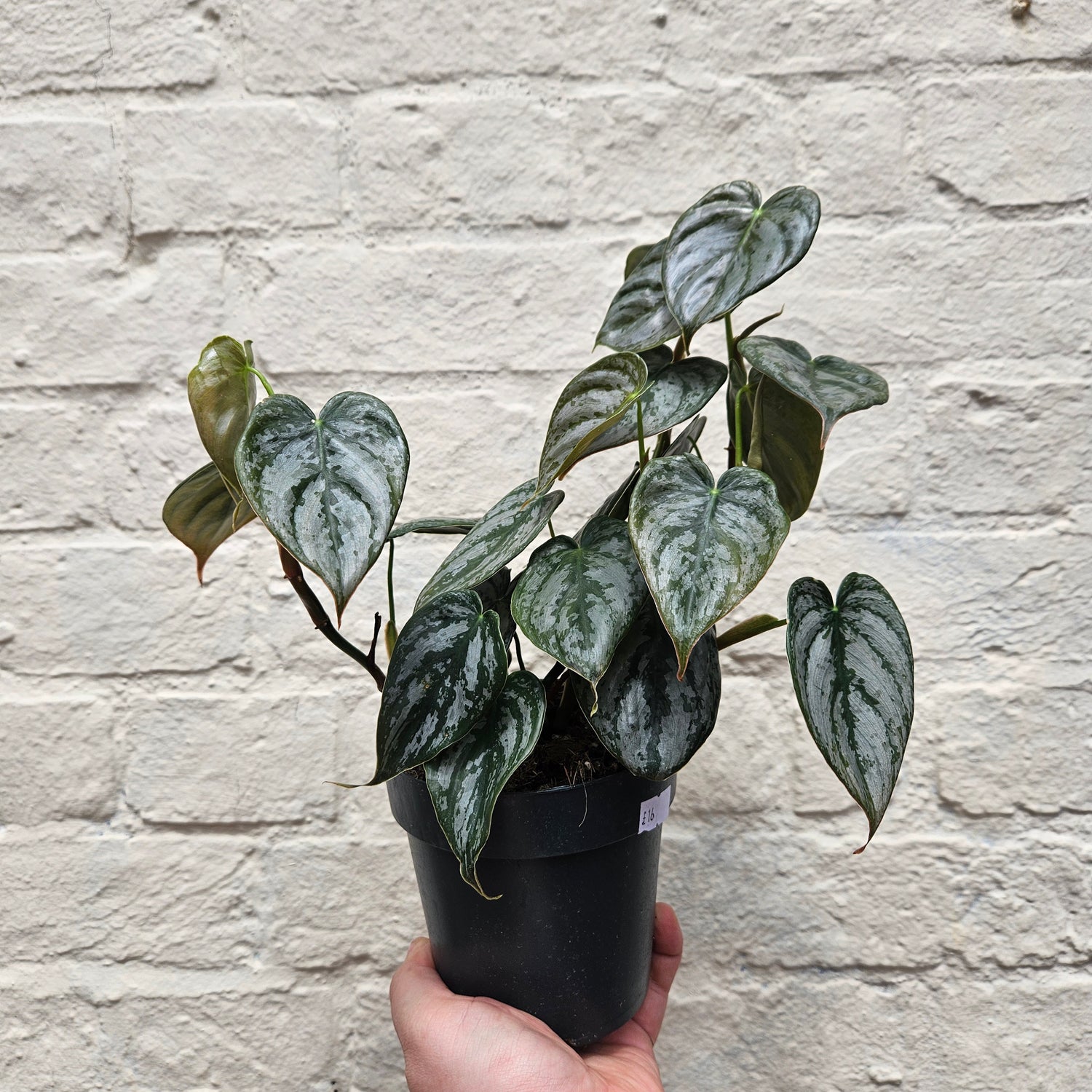 Philodendron brandtianum (Silver Leaf Philodendron)