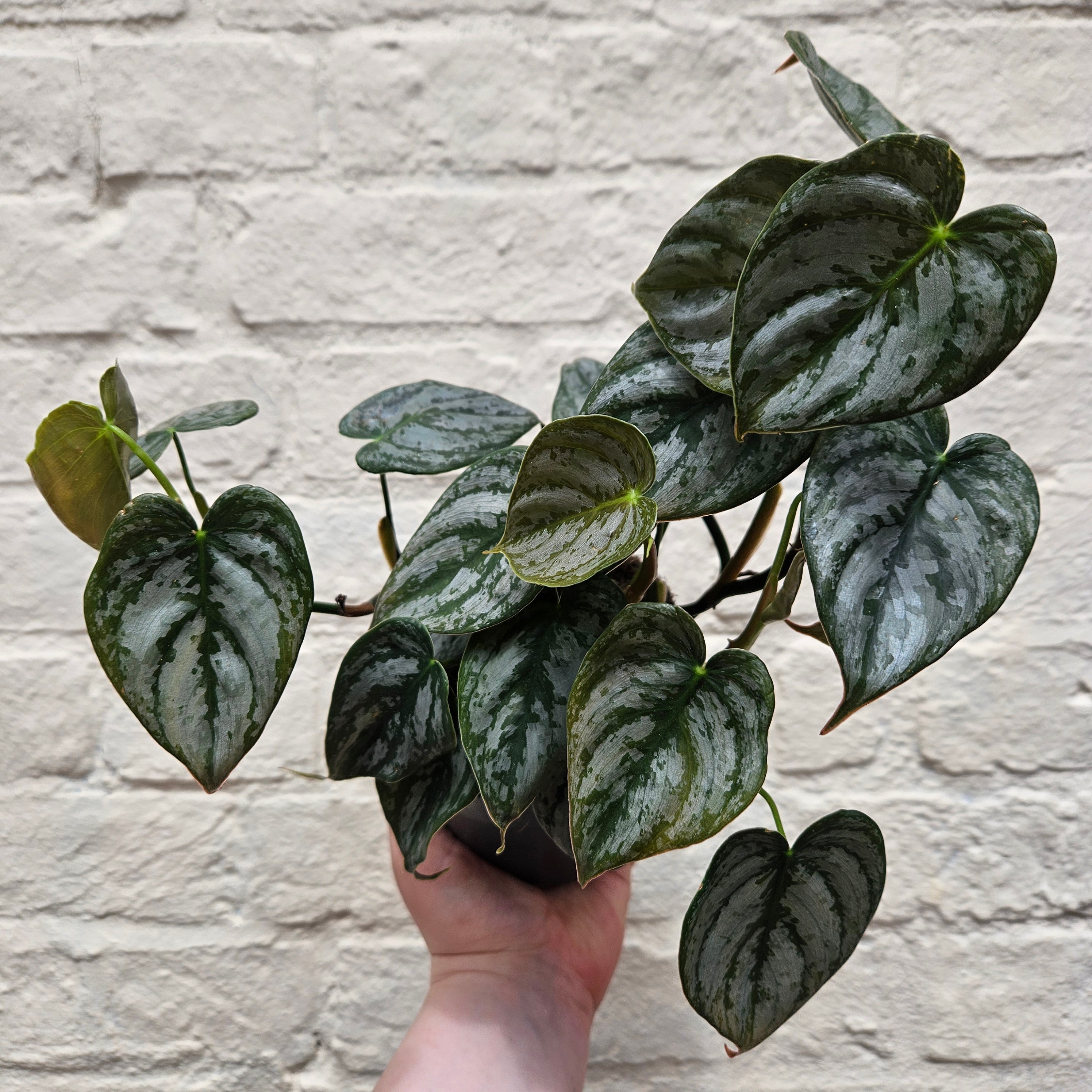 Philodendron brandtianum (Silver Leaf Philodendron)