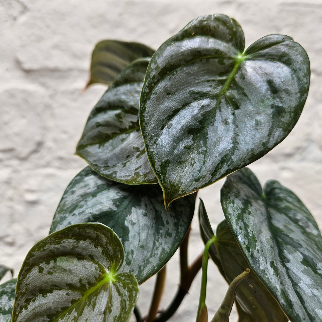 Philodendron brandtianum (Silver Leaf Philodendron)