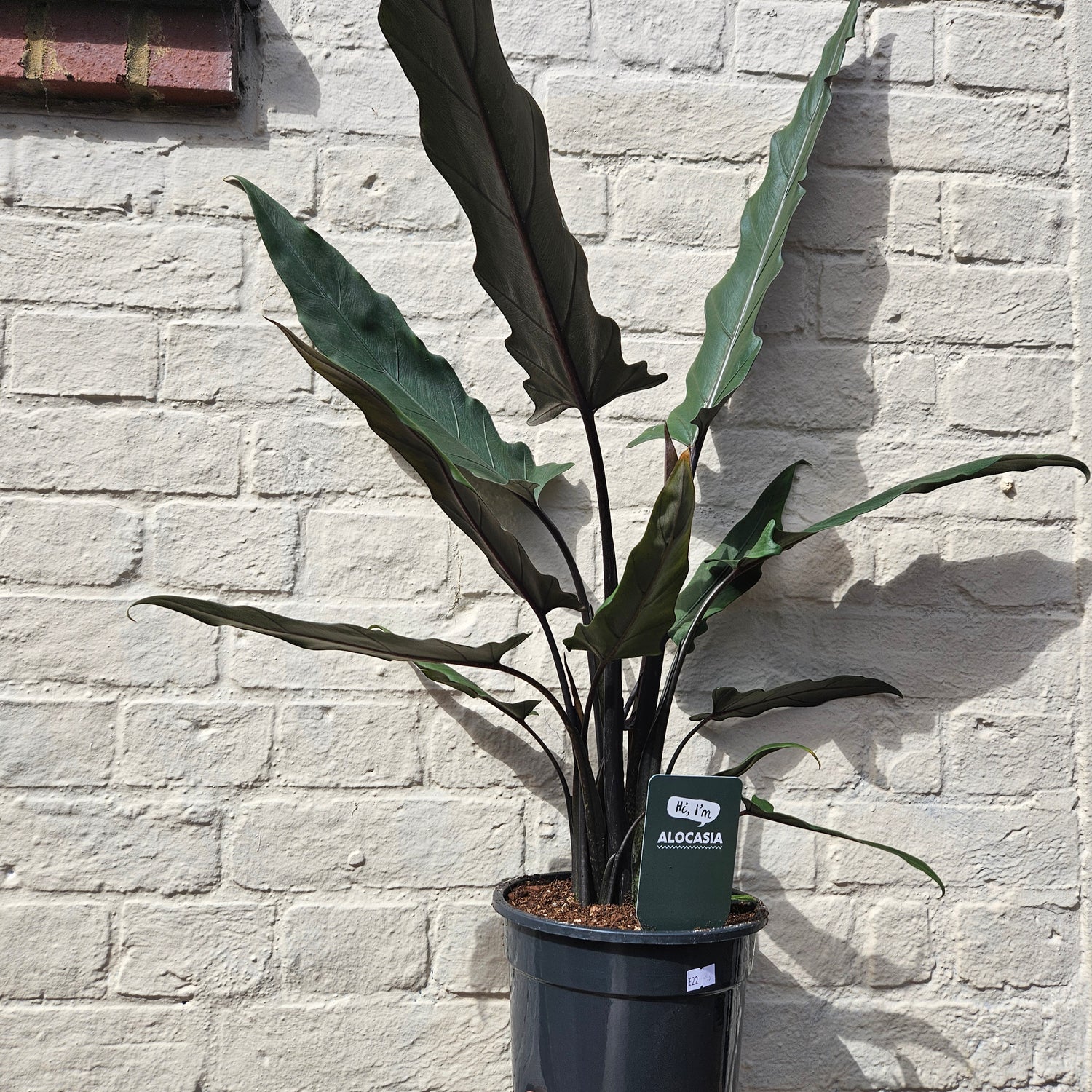 Alocasia lauterbachiana (Purple Sword Plant/ Elephant Ear)