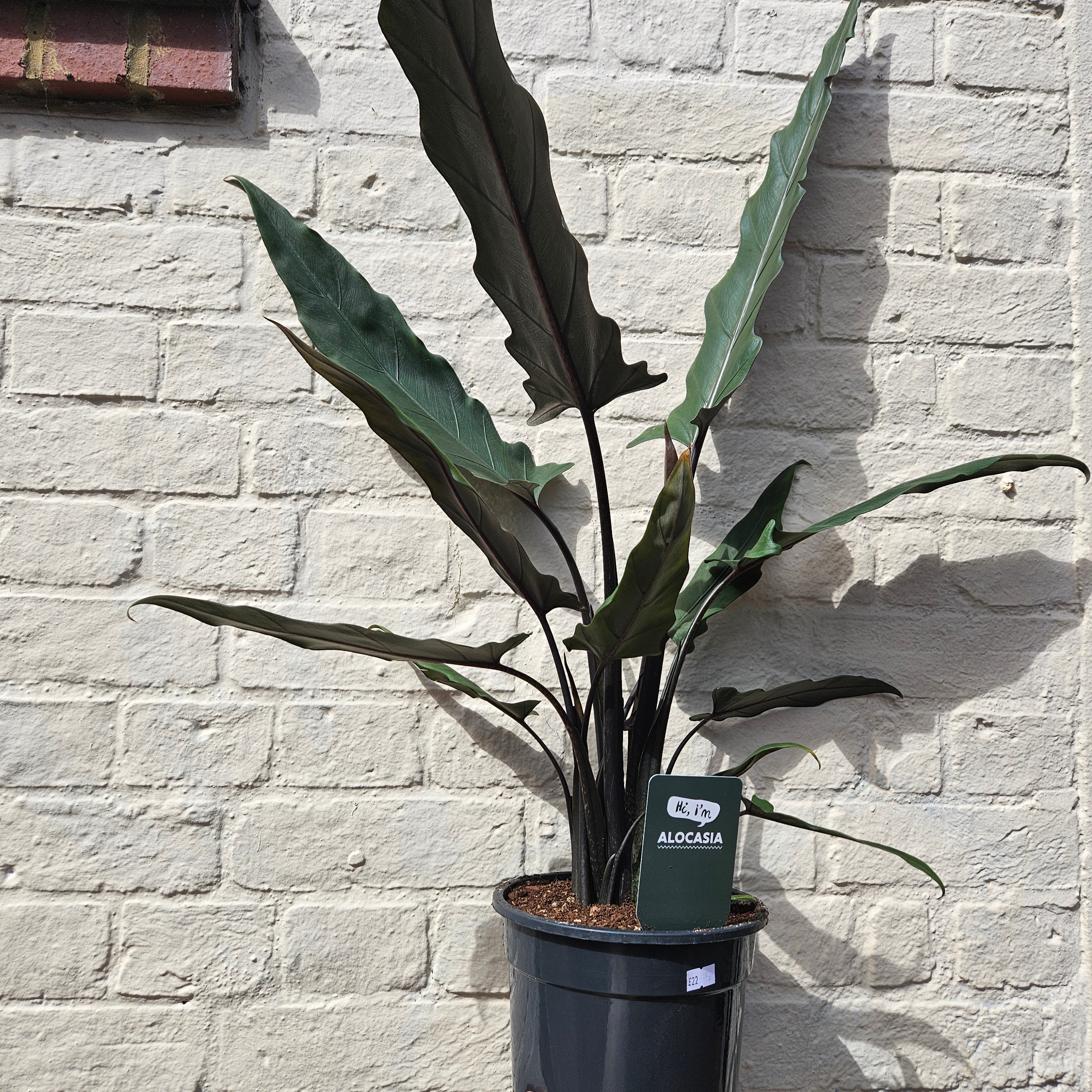 Alocasia lauterbachiana (Purple Sword Plant/ Elephant Ear)