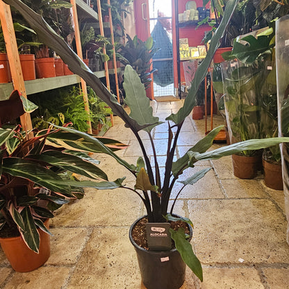 Alocasia lauterbachiana (Purple Sword Plant/ Elephant Ear)