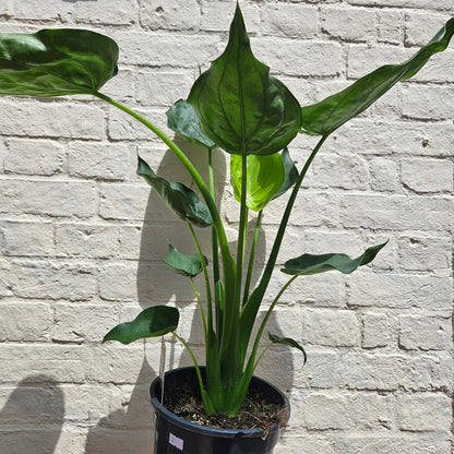 Alocasia cucullata (Hooded Dwarf Elephant Ear)