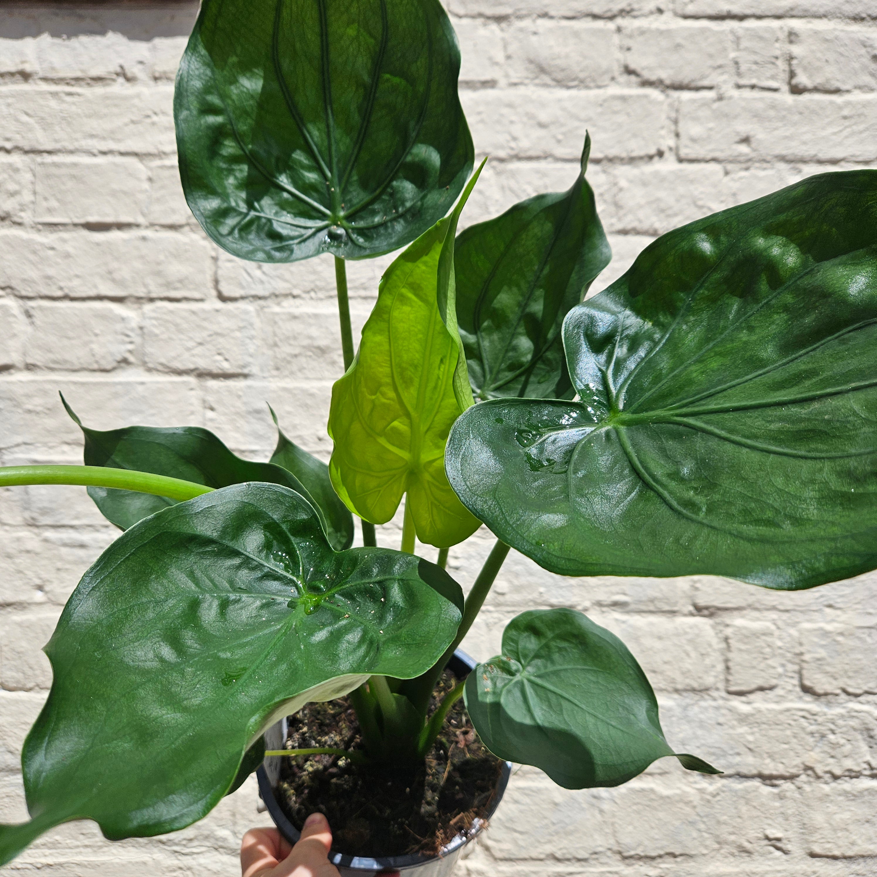 Alocasia cucullata (Hooded Dwarf Elephant Ear)