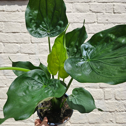 Alocasia cucullata (Hooded Dwarf Elephant Ear)