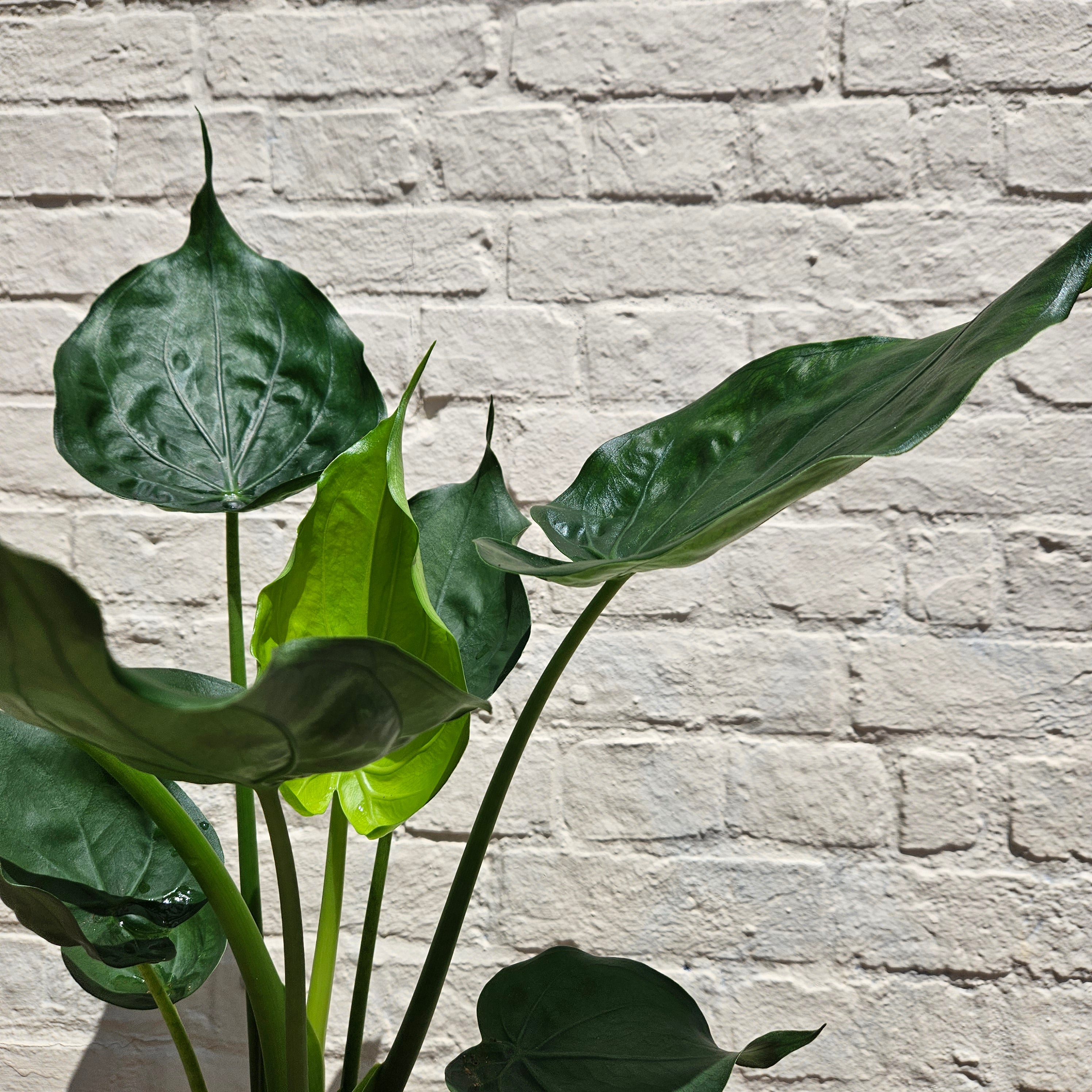 Alocasia cucullata (Hooded Dwarf Elephant Ear)