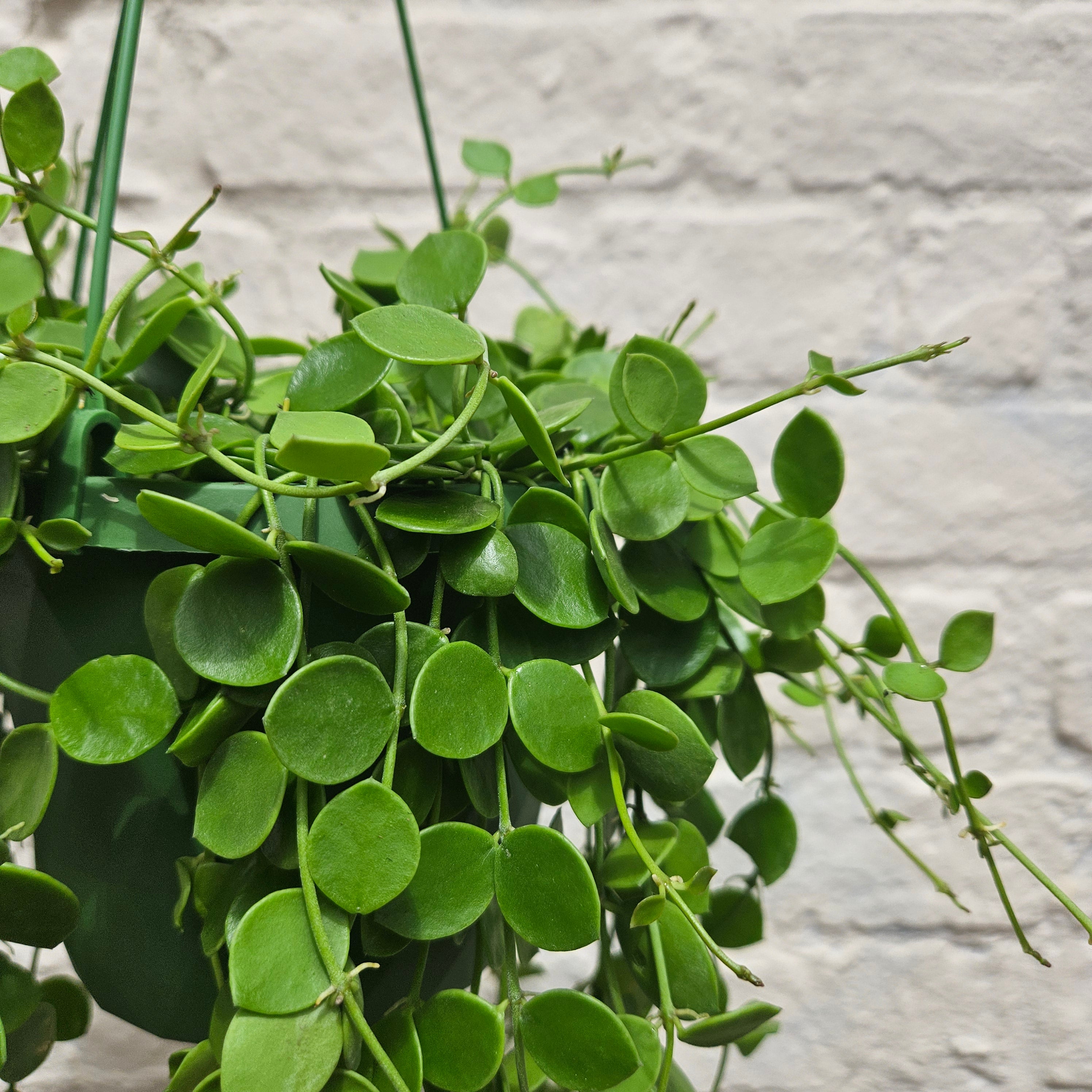 Dischidia nummularia (String of Nickels)