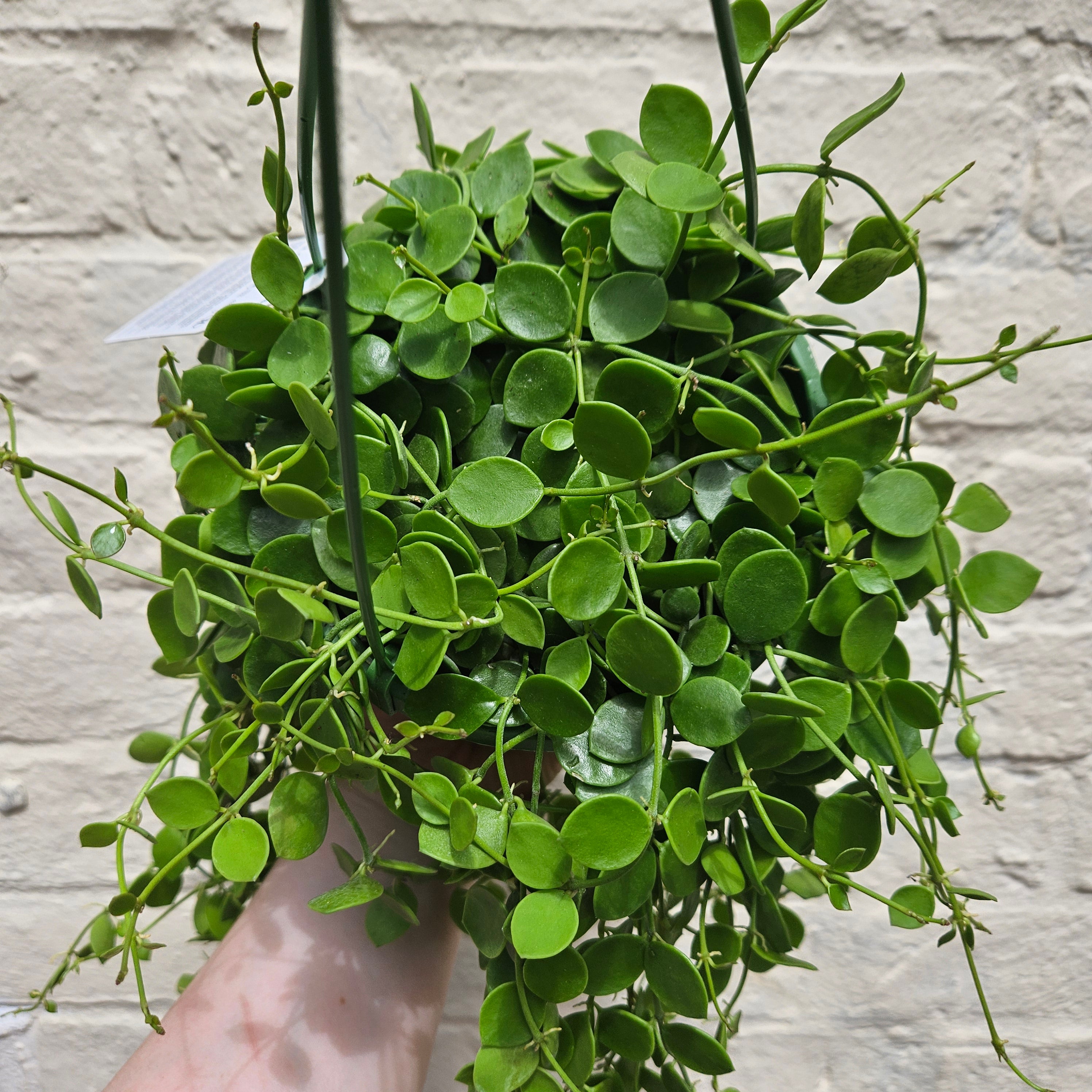 Dischidia nummularia (String of Nickels)