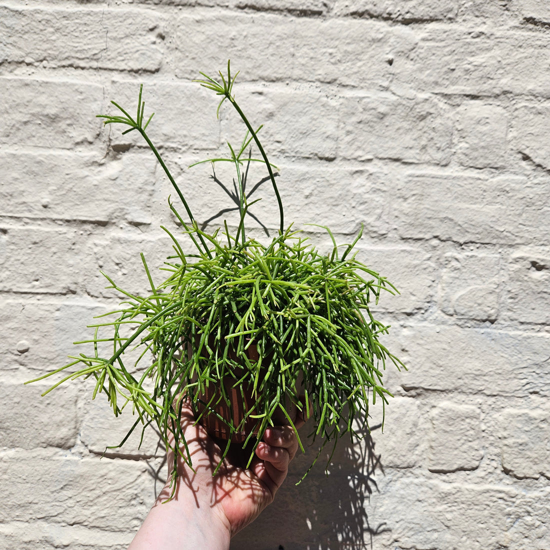 Rhipsalis baccifera &