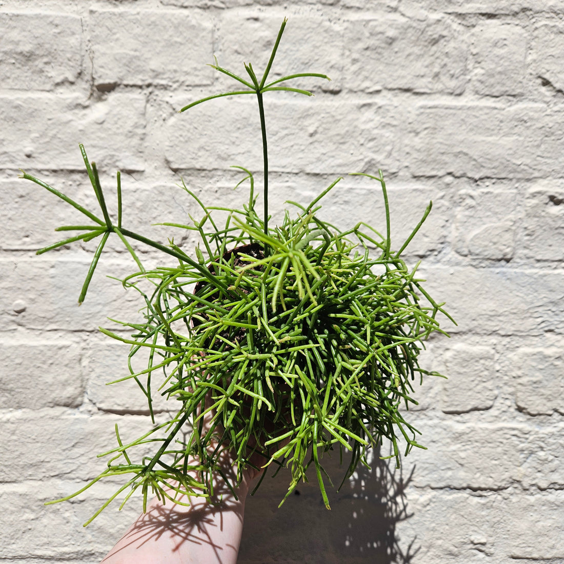 Rhipsalis baccifera &