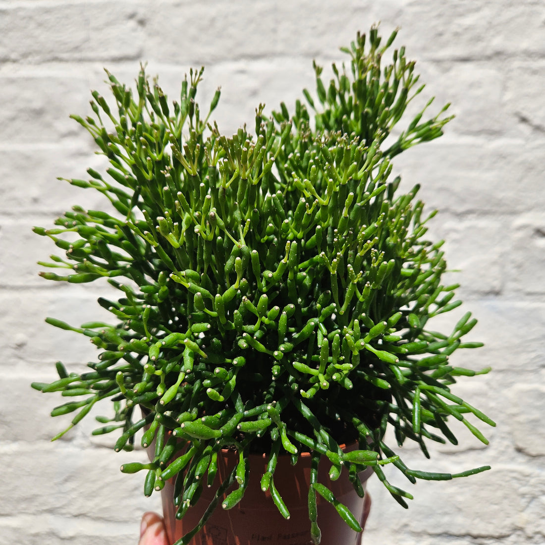 Rhipsalis (Various varieties)