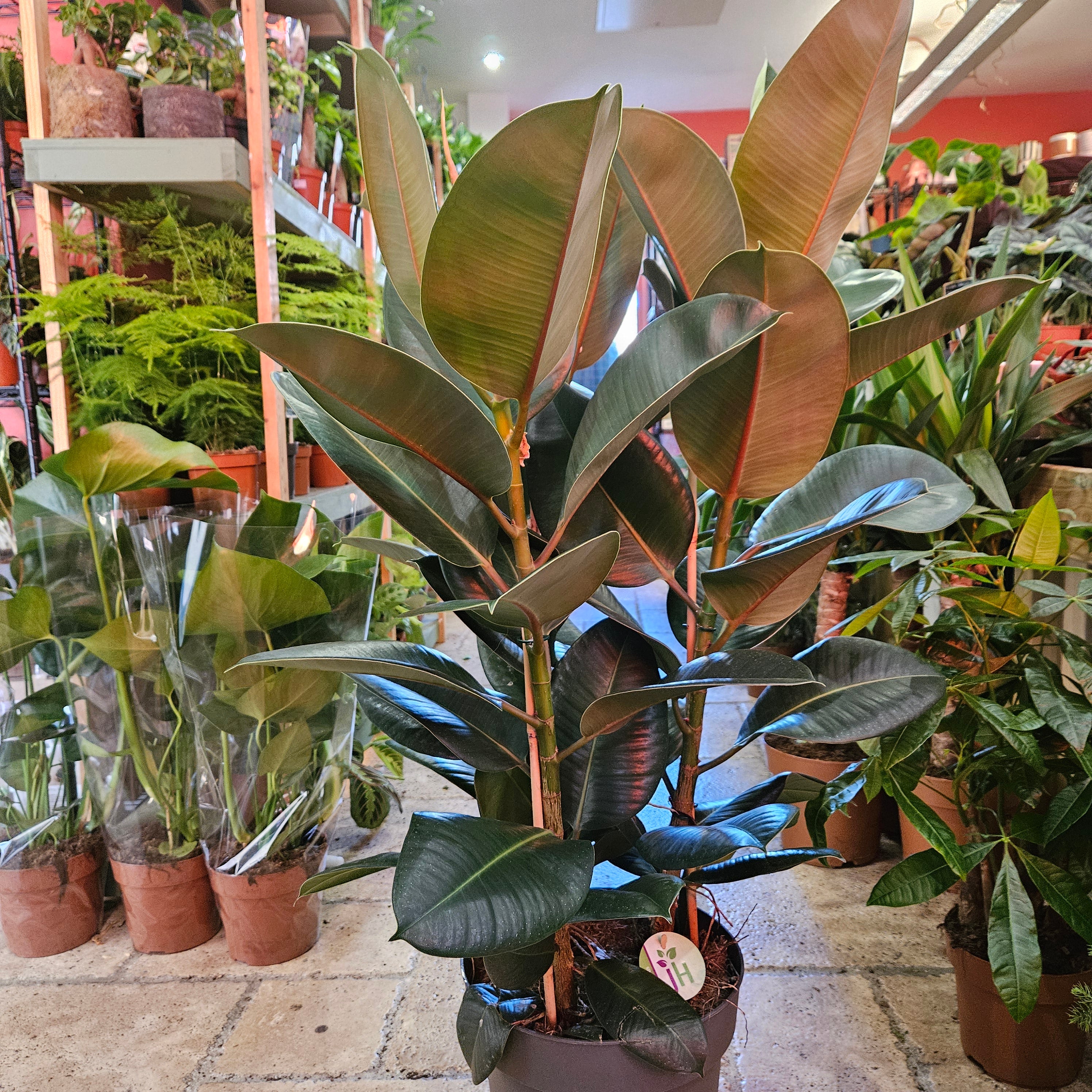 Ficus elastica (Rubber Plant) -4 varieties available