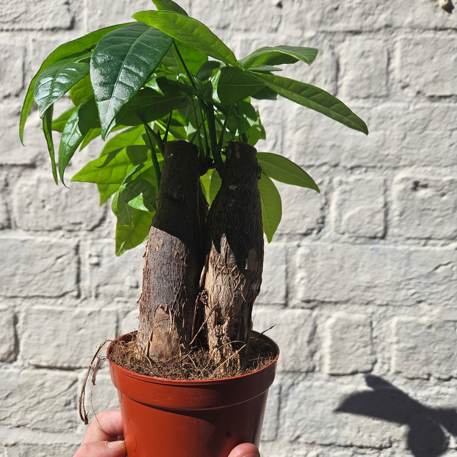 Pachira aquatica (Guiana Chestnut/ Money Tree)