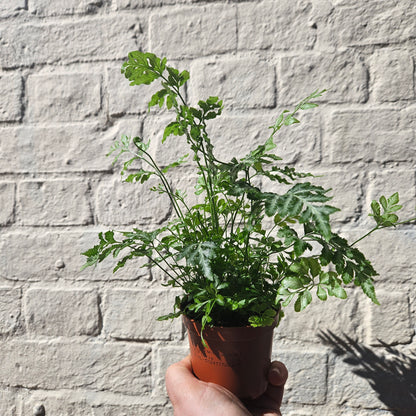 Pteris evergemiensis (Silver Lace Fern)