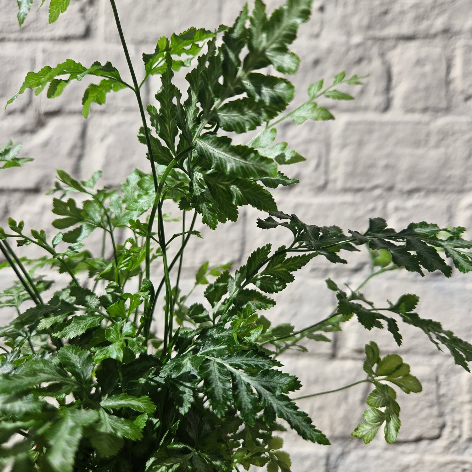 Pteris evergemiensis (Silver Lace Fern)