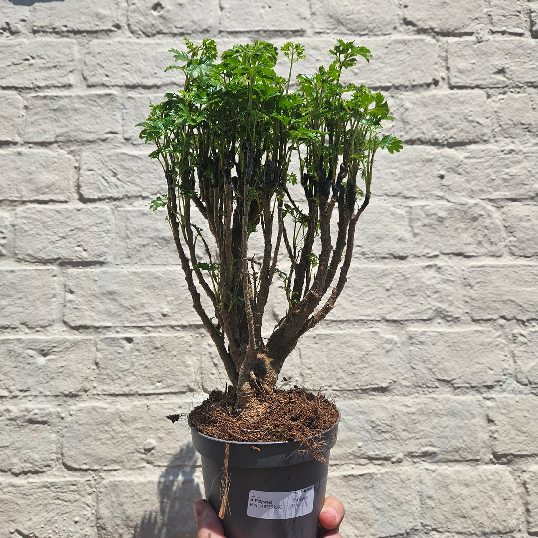 Polyscias ming (Ming Aralia/ Parsley Aralia)