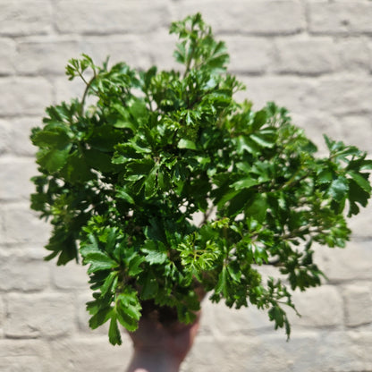 Polyscias ming (Ming Aralia/ Parsley Aralia)