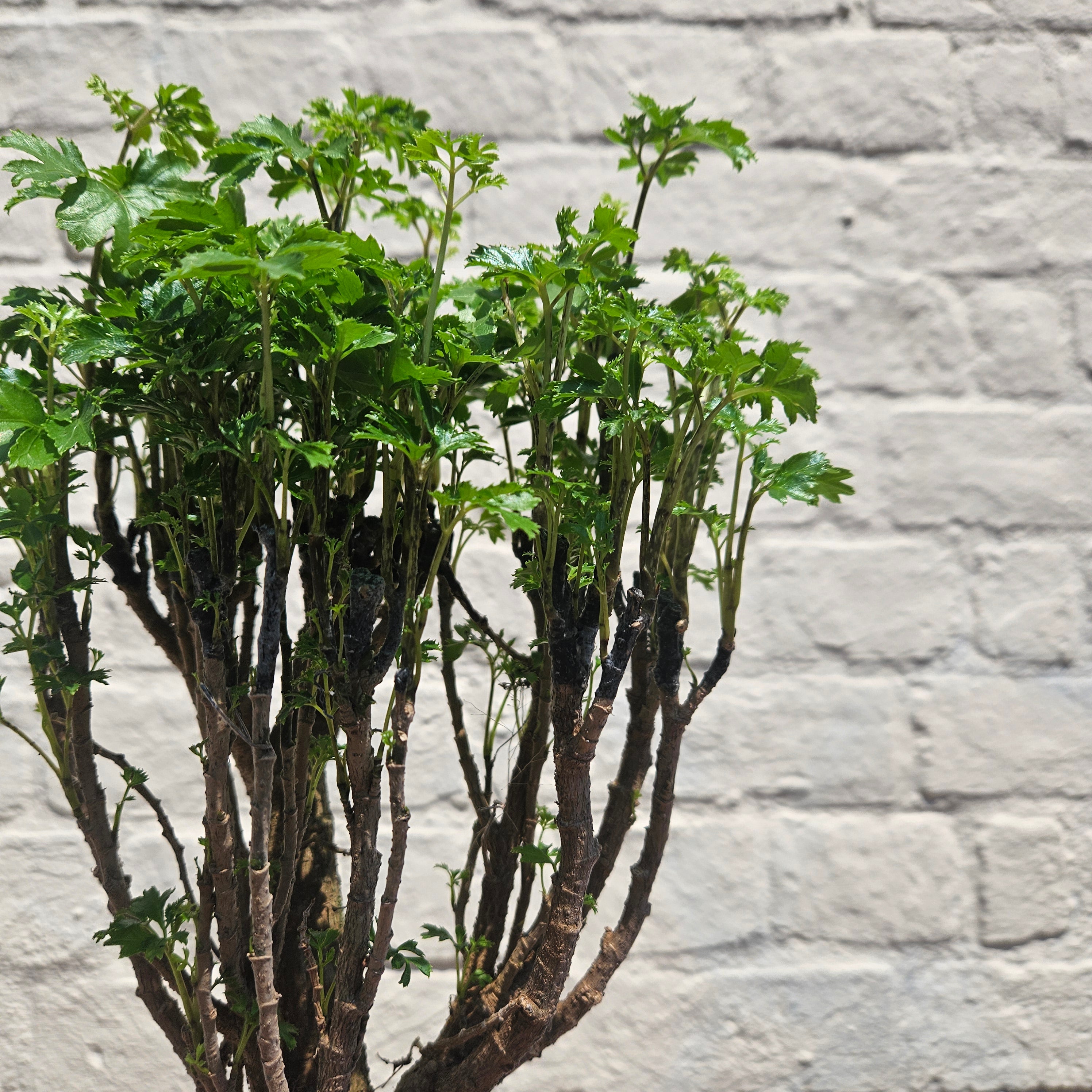 Polyscias ming (Ming Aralia/ Parsley Aralia)