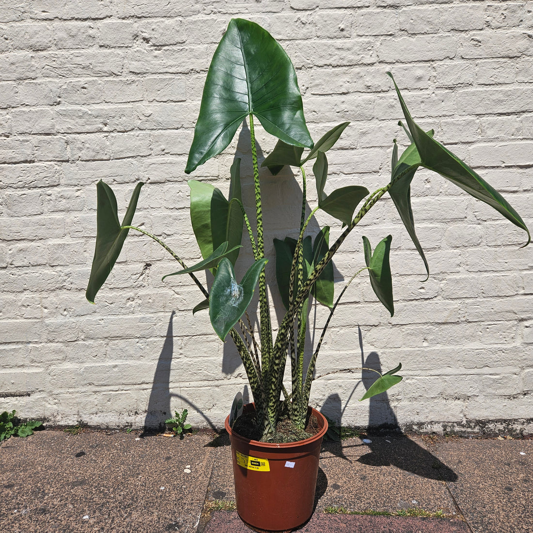 Alocasia zebrina (Elephant ear)