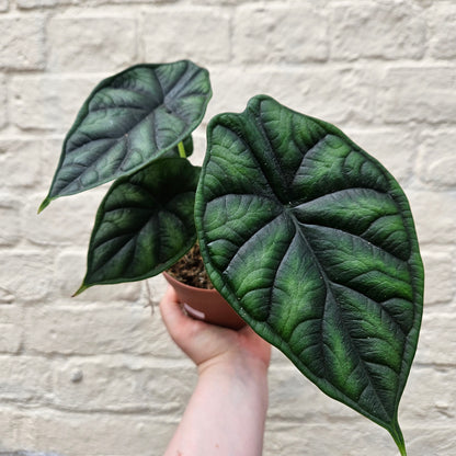 Alocasia baginda &