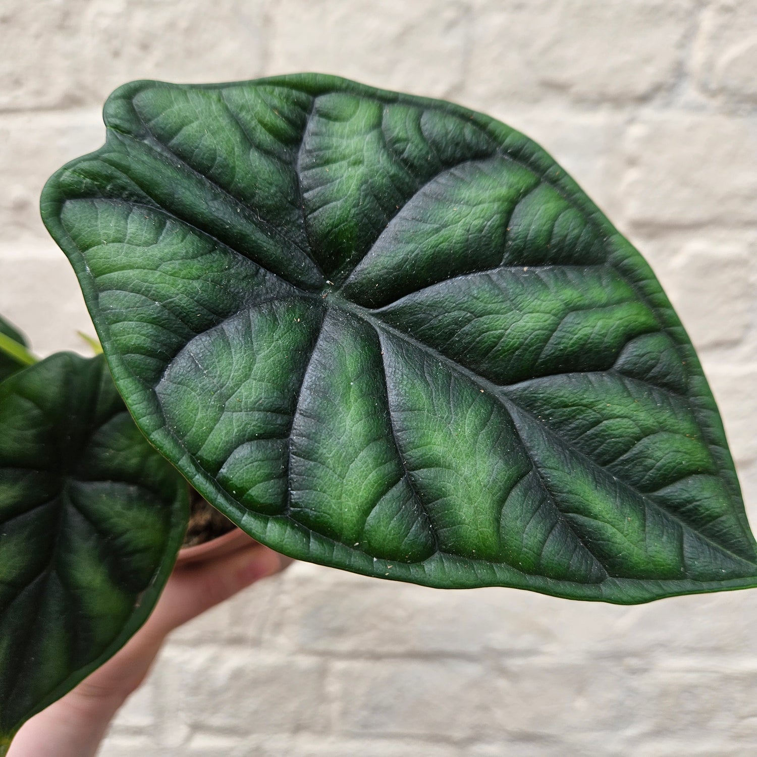 Alocasia baginda &