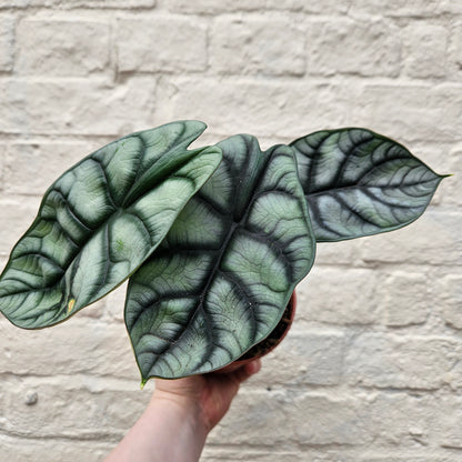 Alocasia baginda &