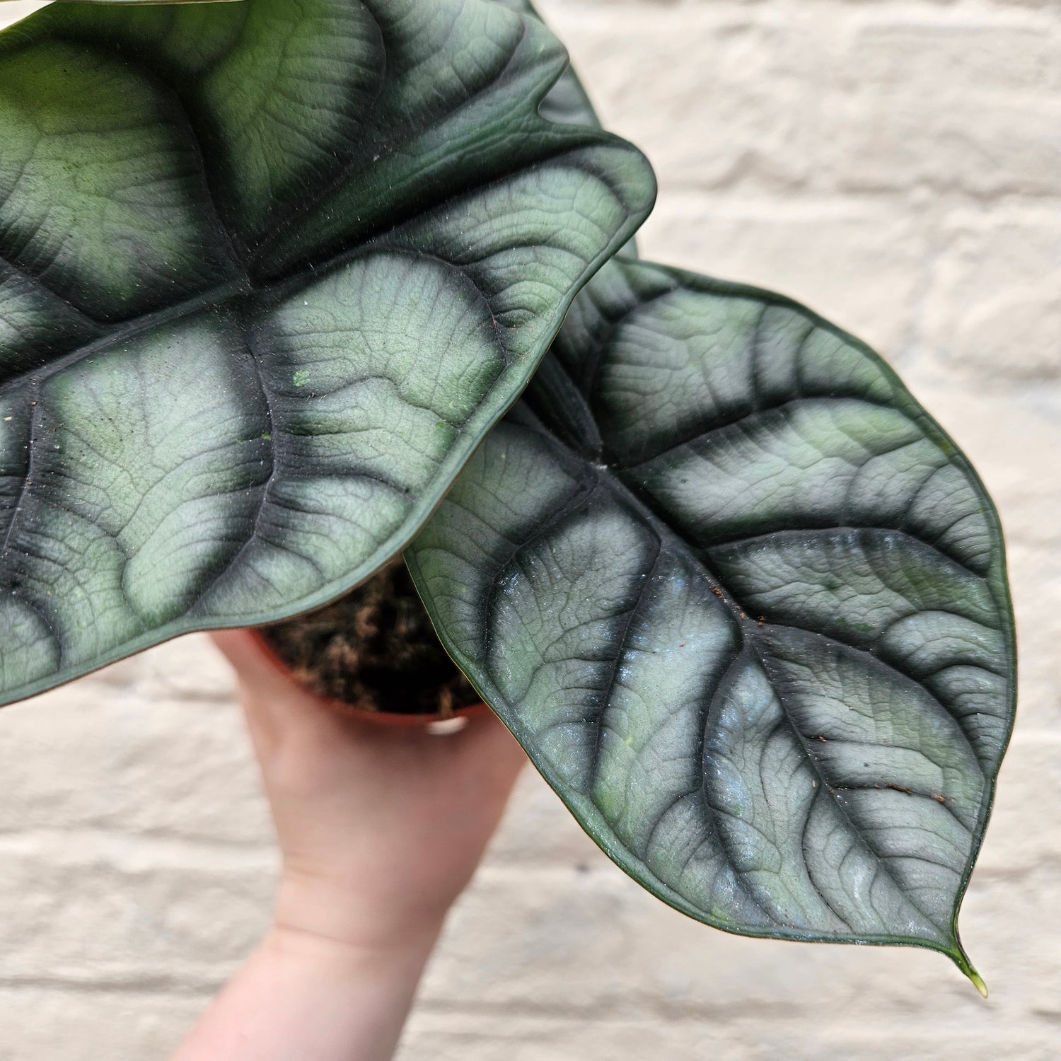 Alocasia baginda &