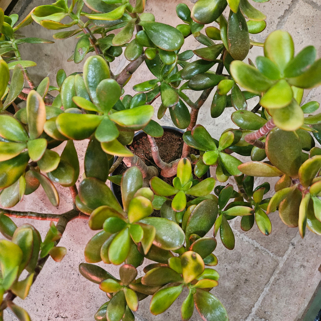 Crassula Ovata Sunset (Jade Plant)