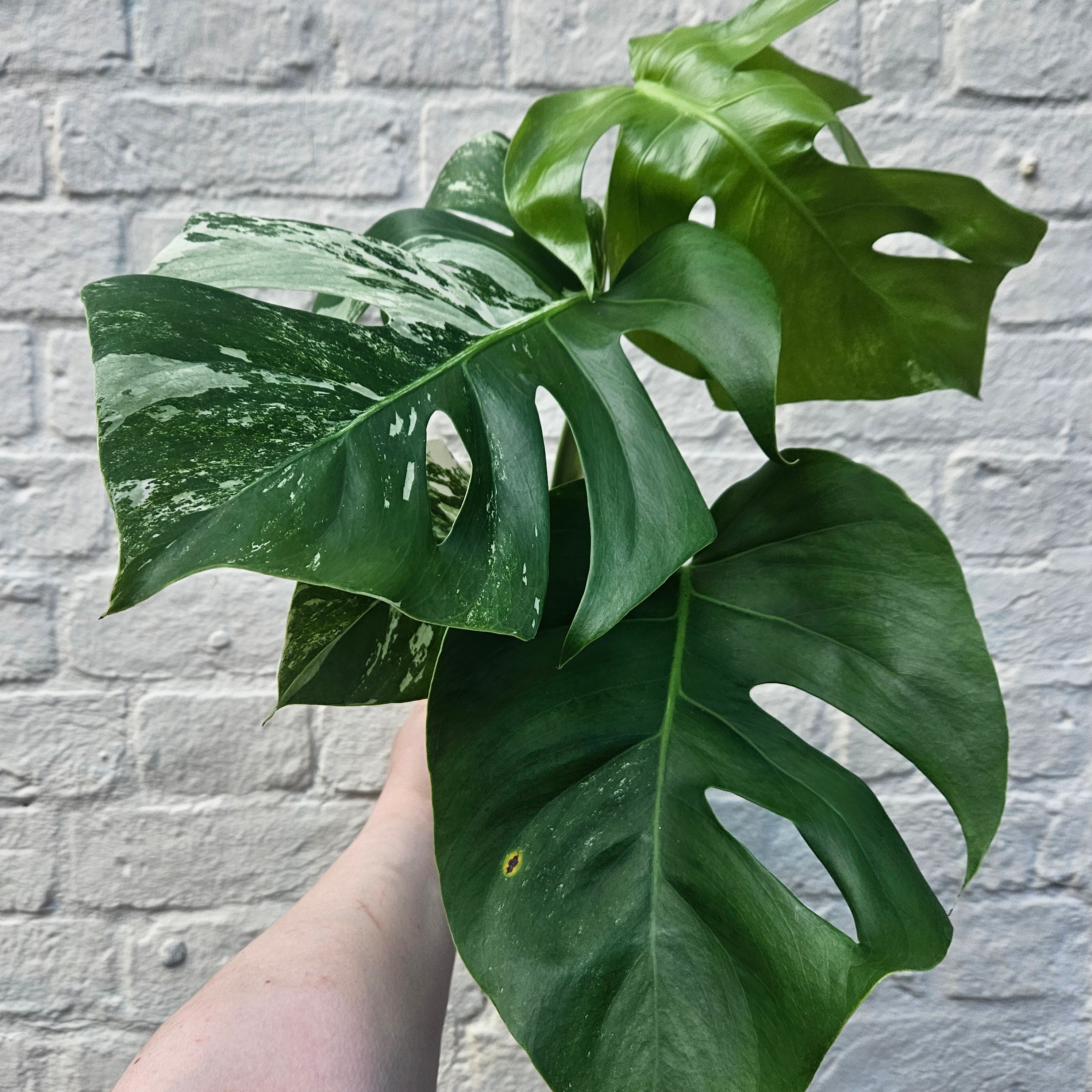 Monstera Deliciosa &