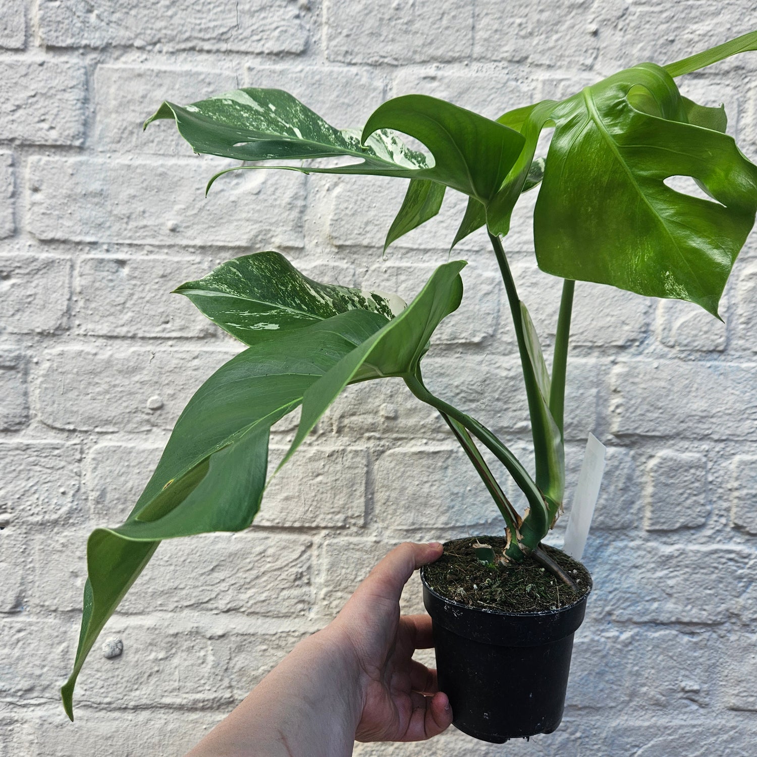 Monstera Deliciosa &