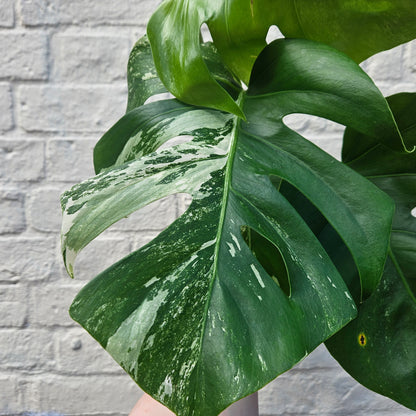 Monstera Deliciosa &