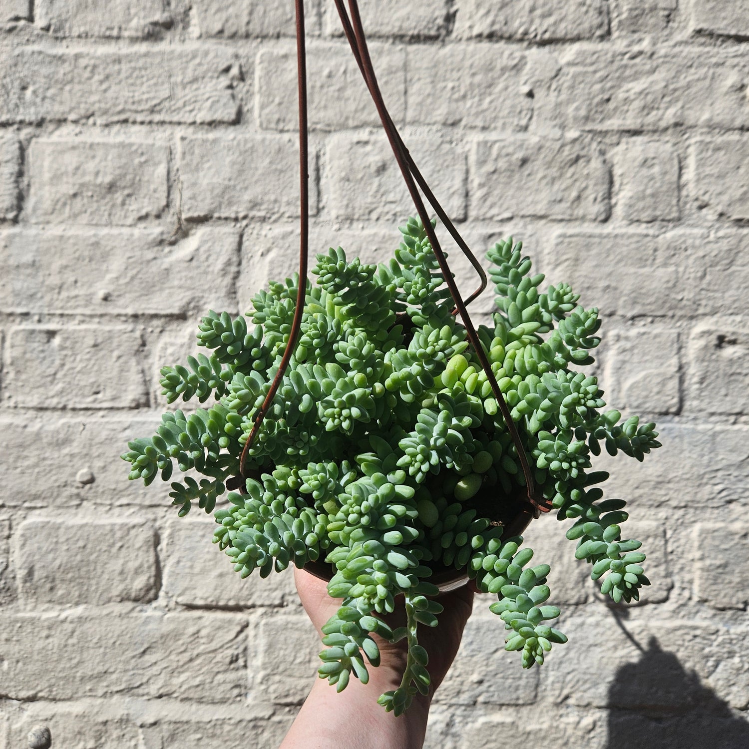 Sedum morganianum &